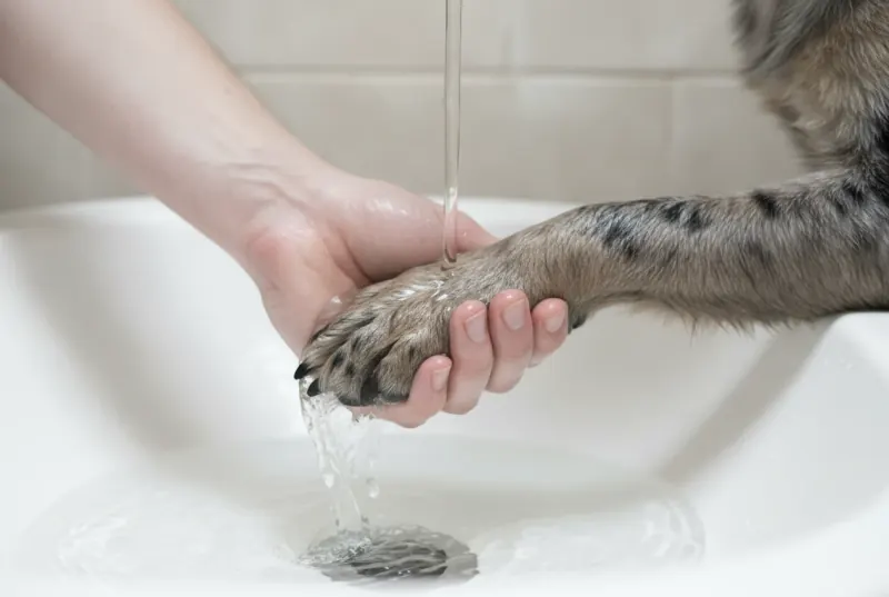 A dog's front paw being rinsed under a gentle stream of lukewarm water in a shallow basin, held steady by a pair of hands