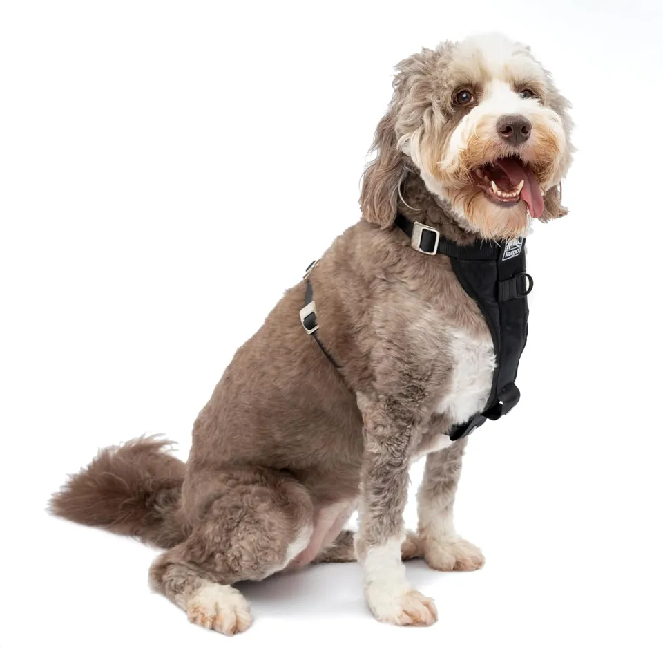 Kurgo Tru-Fit Enhanced Strength black dog car harness worn by a dog