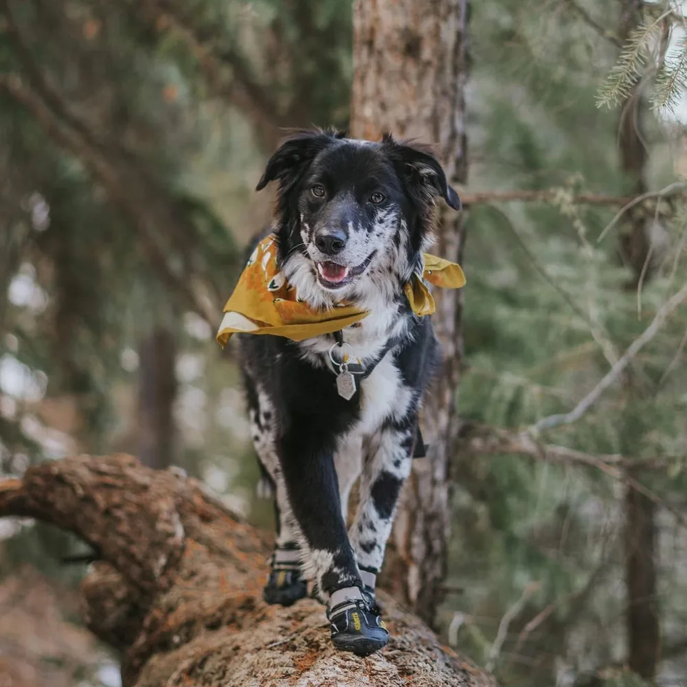 QUMY dog boots with anti-slip rubber soles and reflective Velcro straps